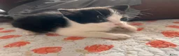 Mixed Breed cats for sale: Kittens  - Advert 11