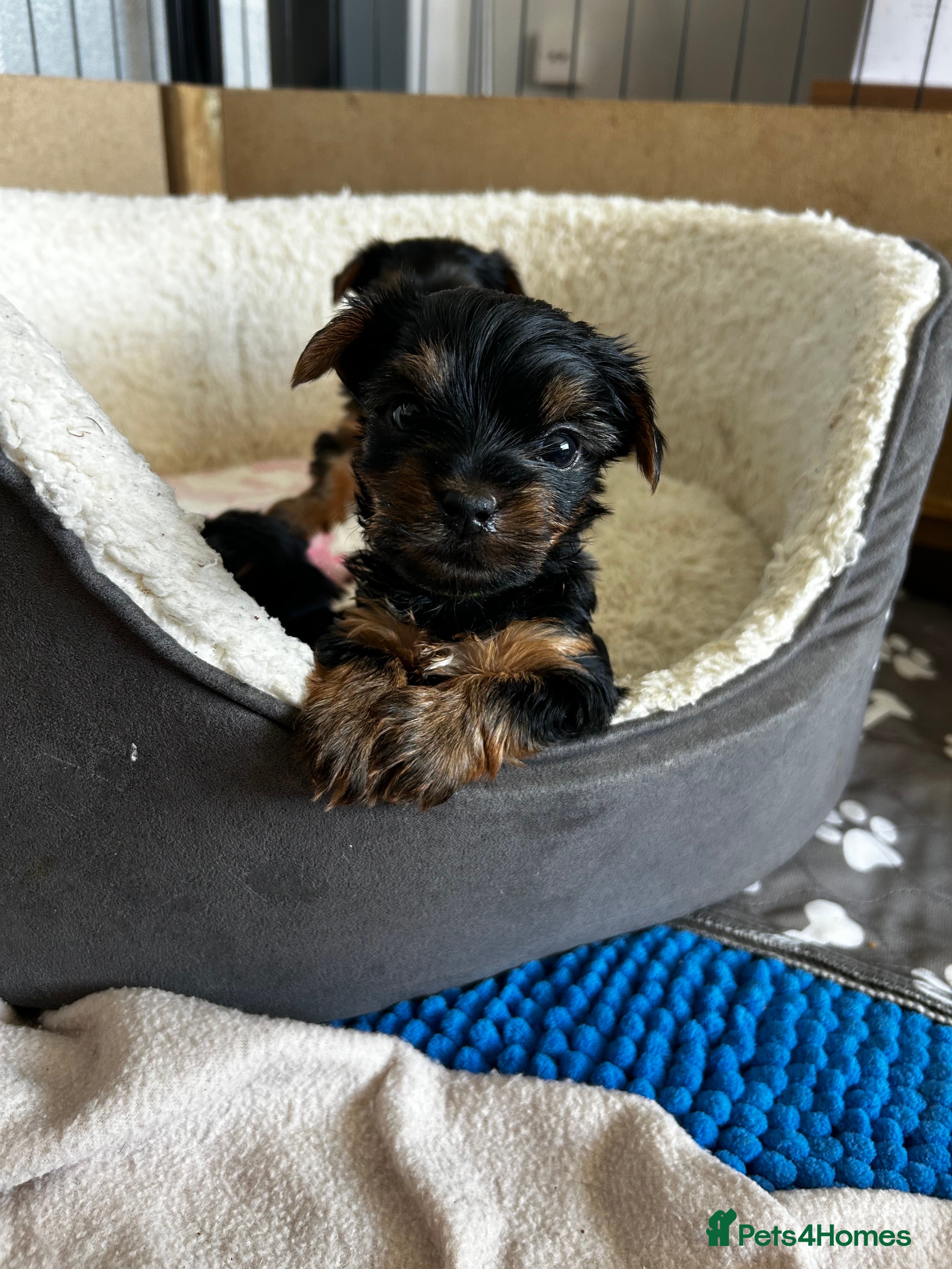 Yorkshire Terrier dogs Yorkshire terrier puppies  - Advert 12