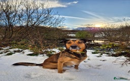 Border Collie dogs for stud: Sable Border Collie for Stud - Image 1