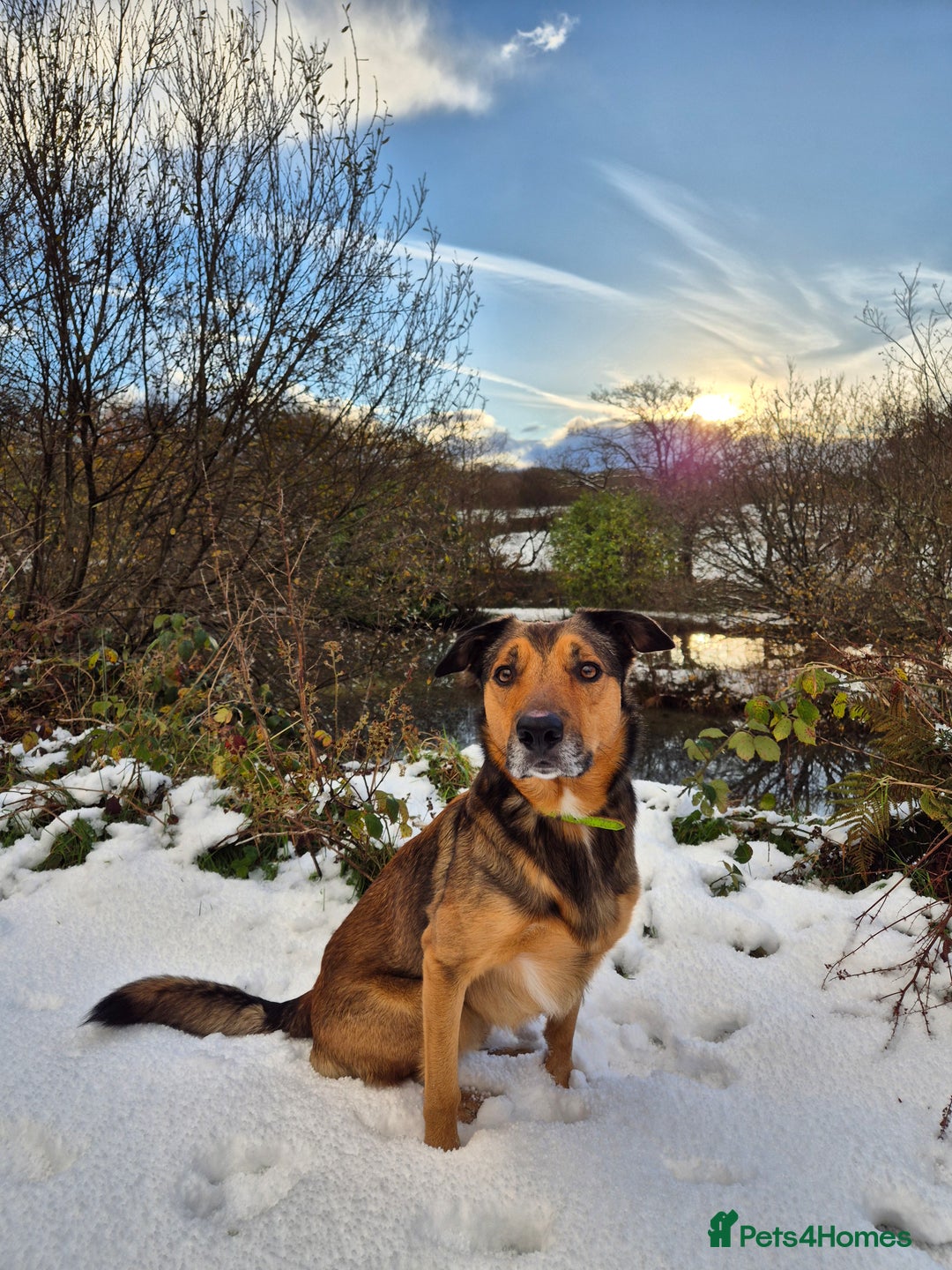 Border Collie dogs for stud: Sable Border Collie for Stud - Image 1