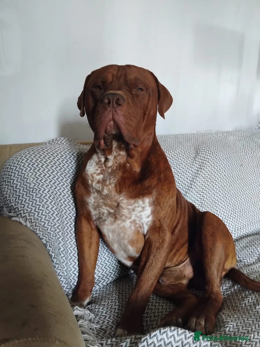 Mixed Breed dogs for sale: Rehome - Advert 2