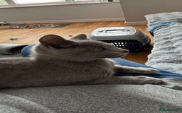 Russian Blue cats for sale: GCCF registered kitten - Image 2