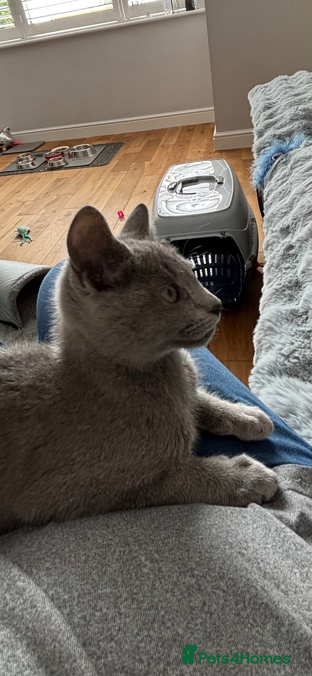 Russian Blue cats for sale: GCCF registered kitten - Image 2