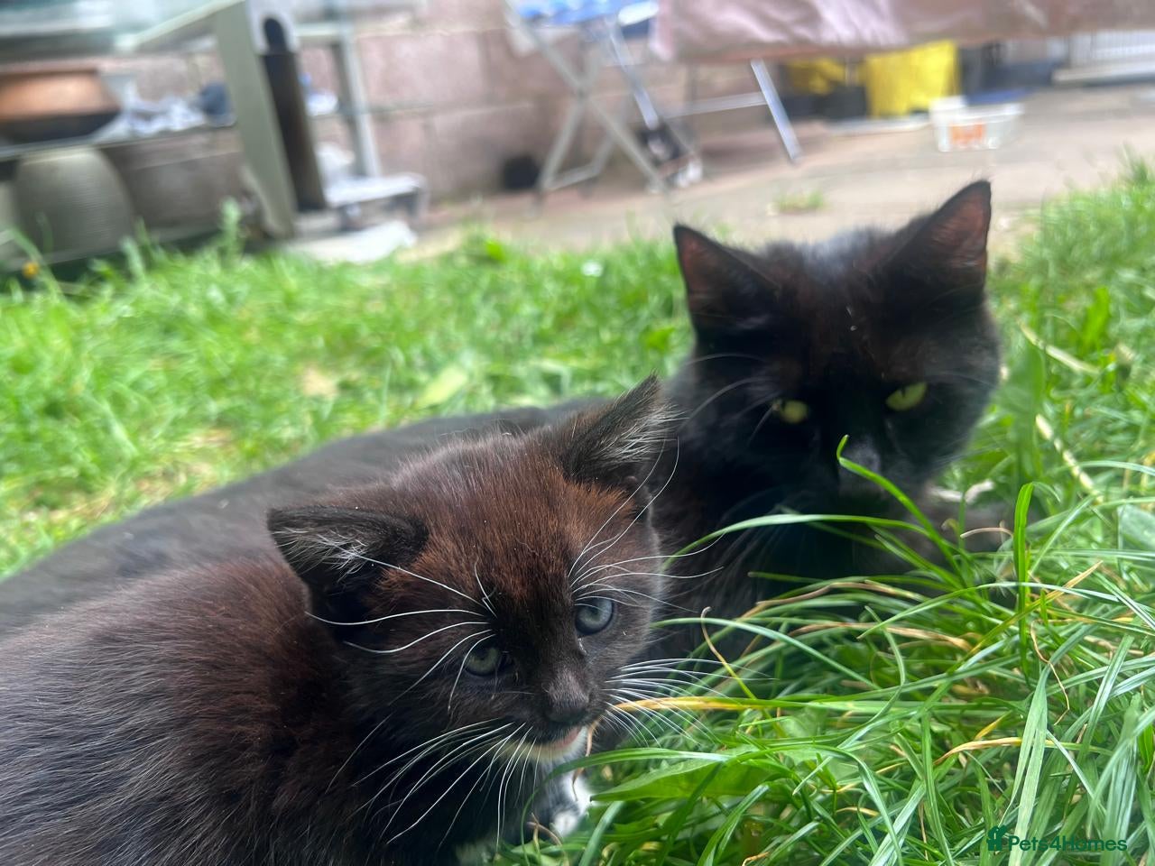 Mixed Breed cats Adorable kitten available for sale. - Advert 1