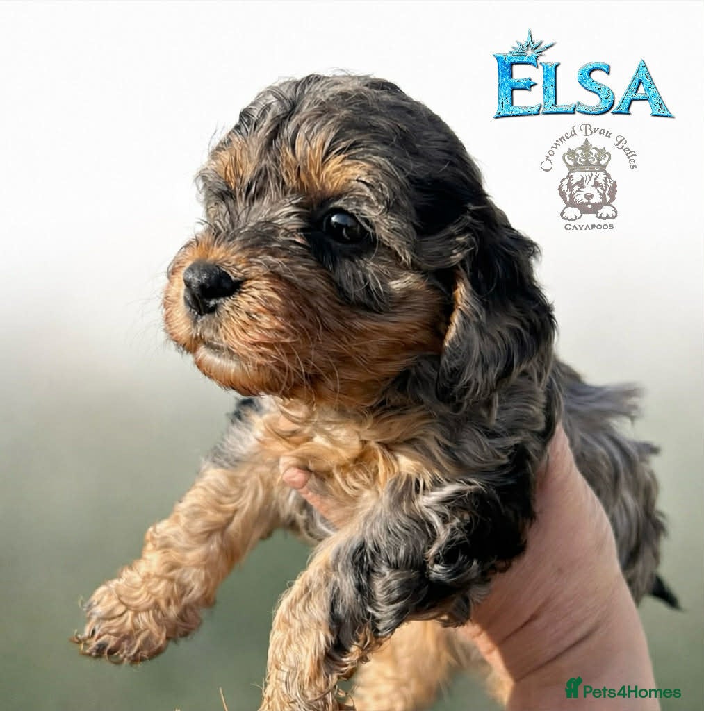 Cavapoo dogs Beautiful F1 Cavapoo puppies  - Advert 1