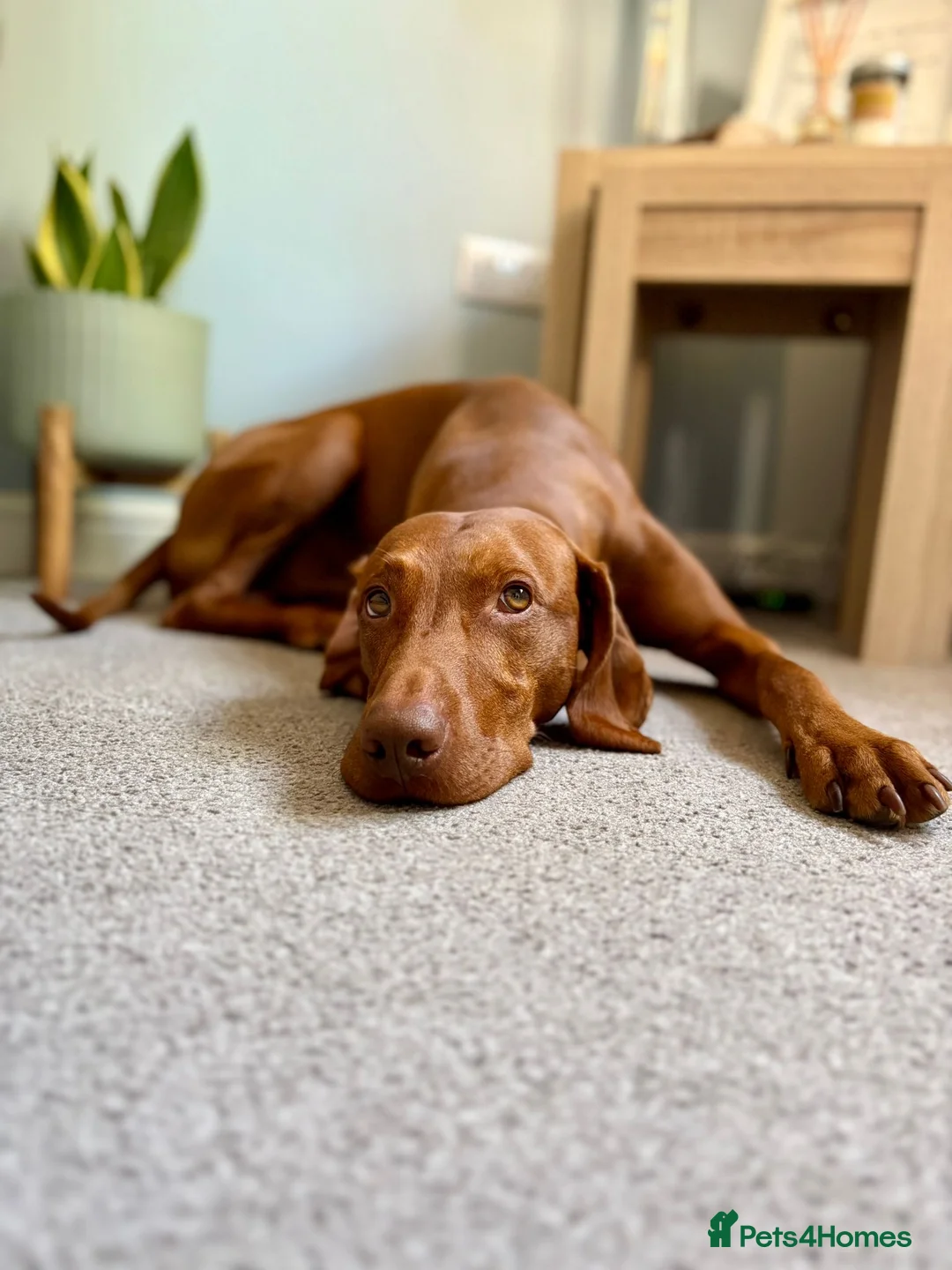 Hungarian Vizsla dogs for stud: PROVEN - REDBACK CHIEF UNDER GELTWOOD in Carlisle - Advert 2