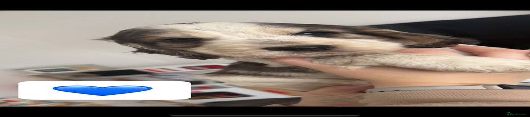 Cocker Spaniel Puppy 5