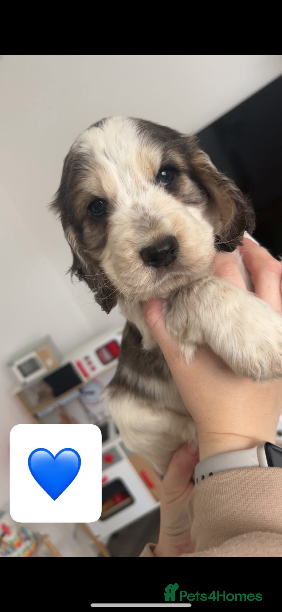 Cocker Spaniel dogs for sale: Cocker spaniel pups - Advert 29