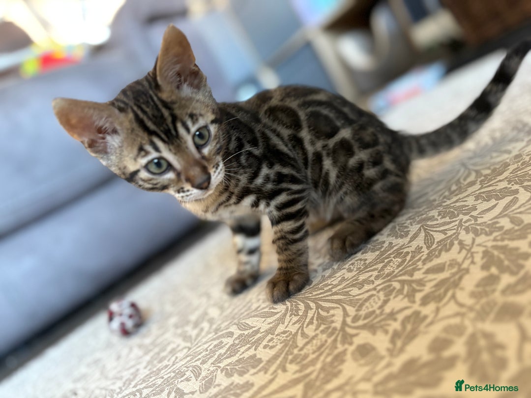 Bengal cats for sale: Pedigree TICA Bengal Brown Rosetted Male Kitten - Image 6