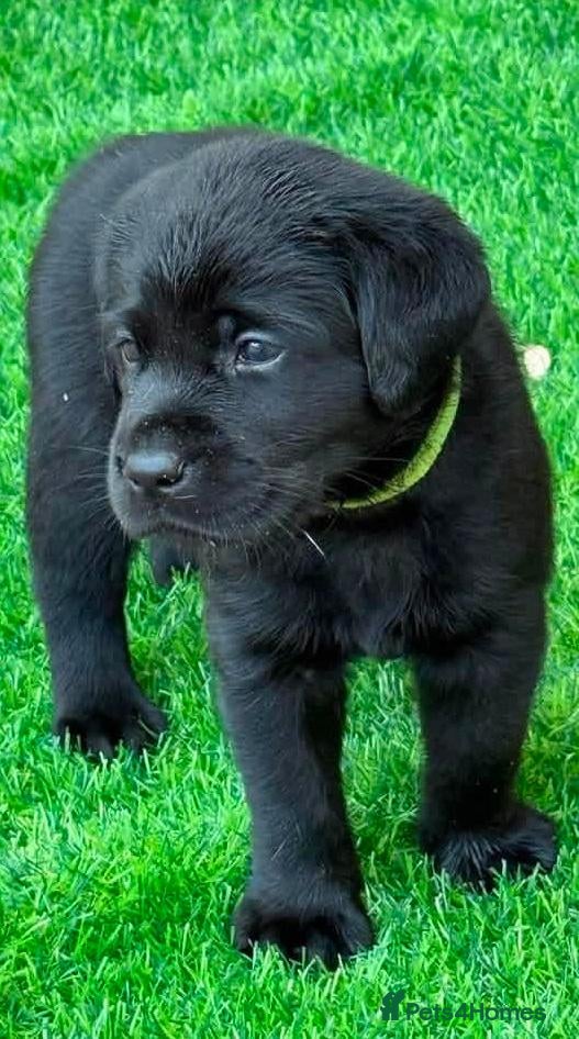 Labrador Retriever dogs for sale: Looking for a New Home for Our Beautiful Girl - Advert 11
