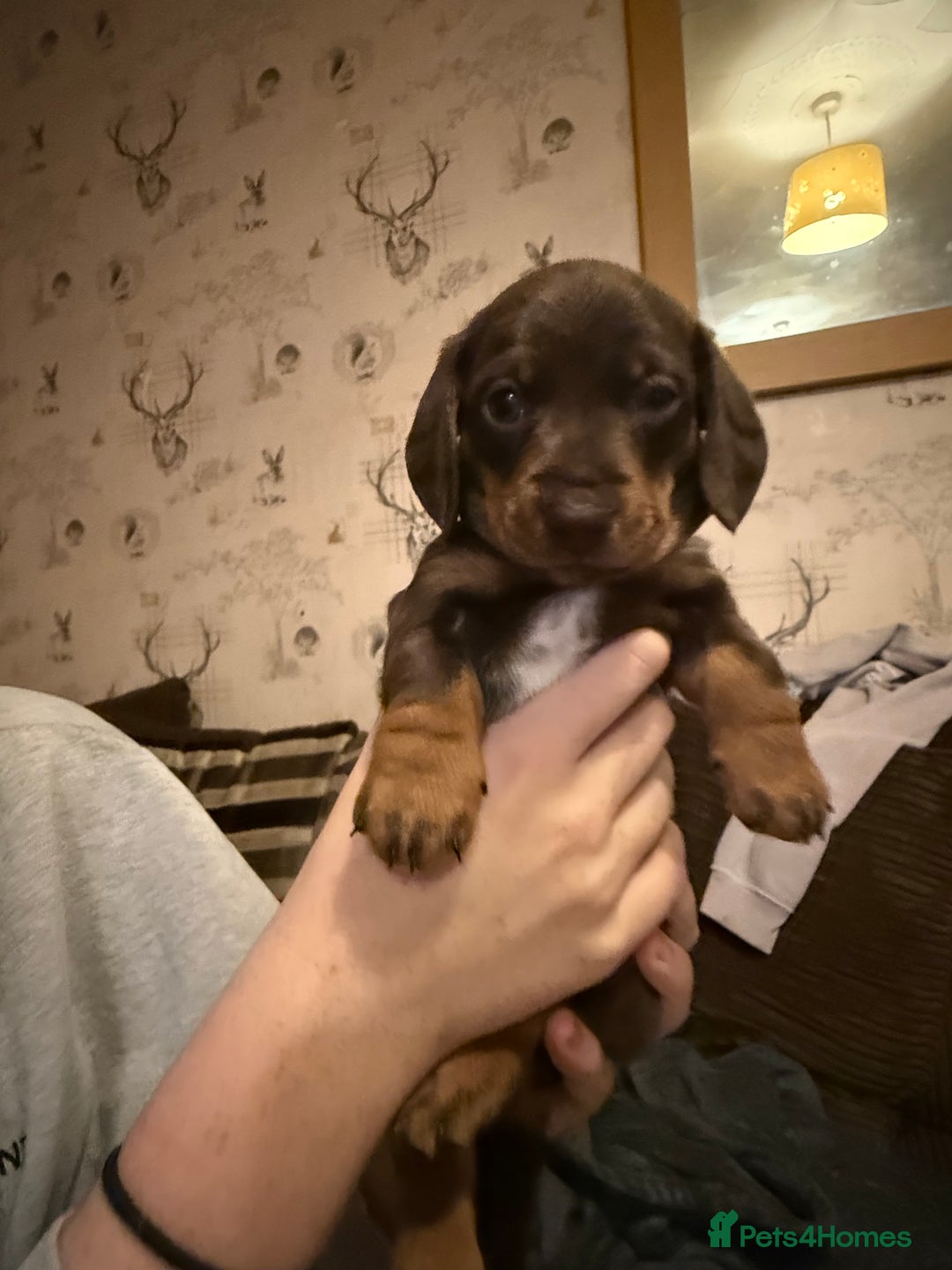 Miniature Dachshund dogs for sale:  Chocolate miniature dachshund  - Advert 7