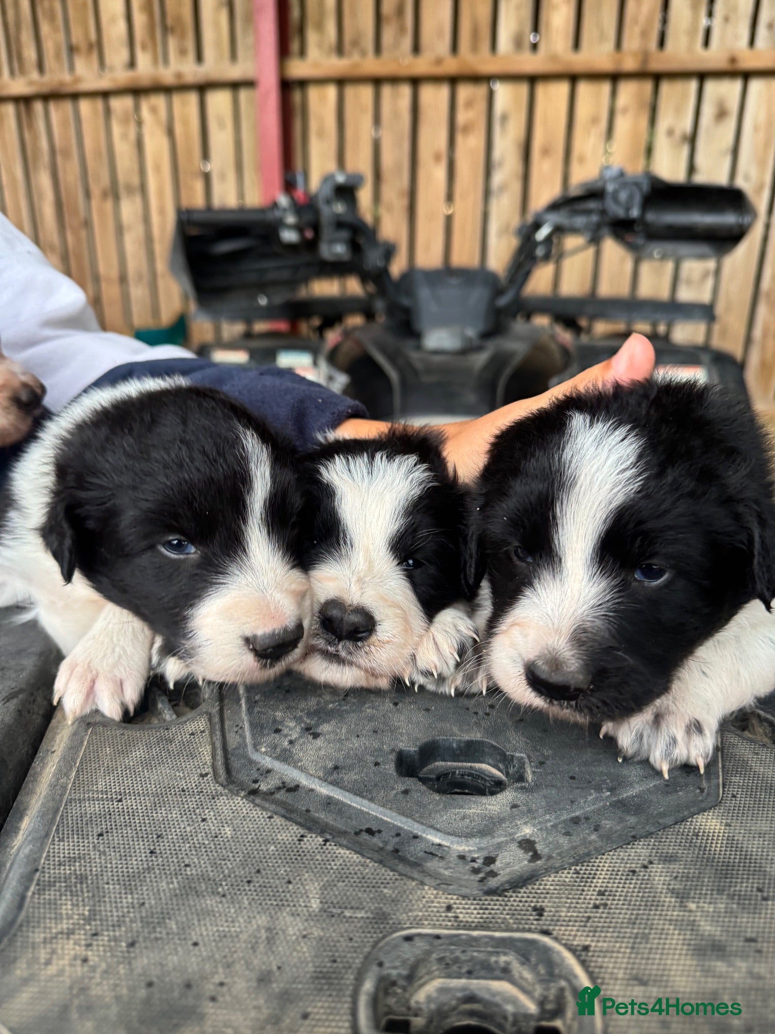 Border Collie dogs Very Cute Fluffy Border Collie Pups - Advert 1