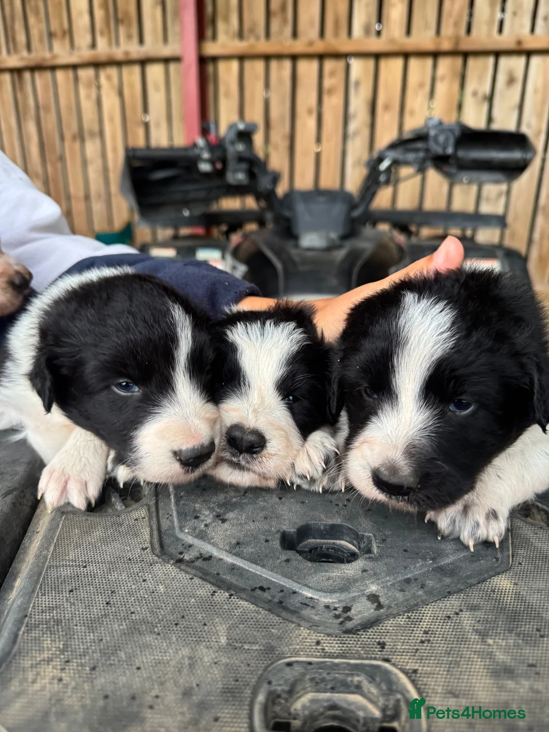 Border Collie dogs for sale: Very Cute Fluffy Border Collie Pups - Advert 2