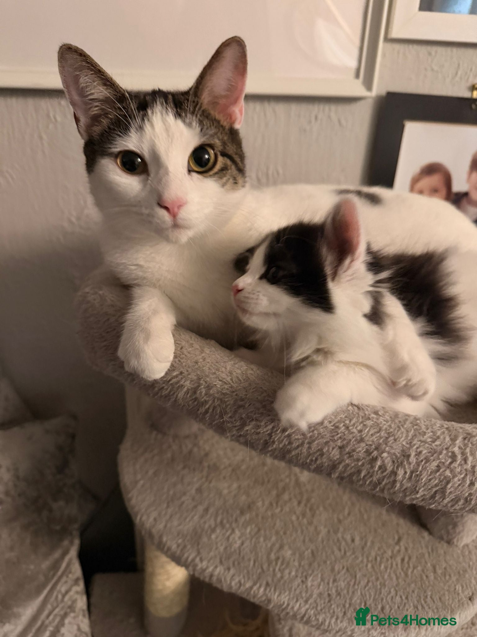 Mixed Breed cats Female kitten  - Advert 3