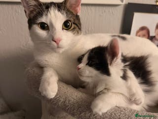 Mixed Breed cats Female kitten - Advert 2