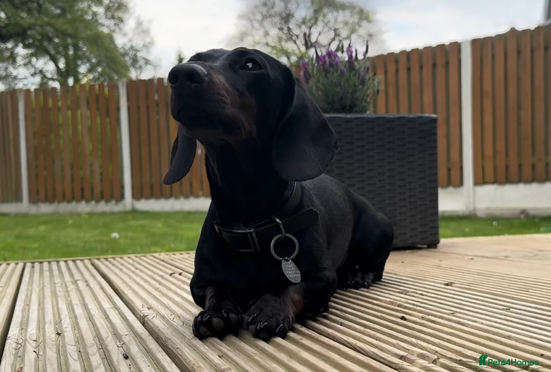 Miniature Dachshund dogs for stud: Rare KC Reg & Health Tested Miniature Dachshund in Rotherham - Advert 6