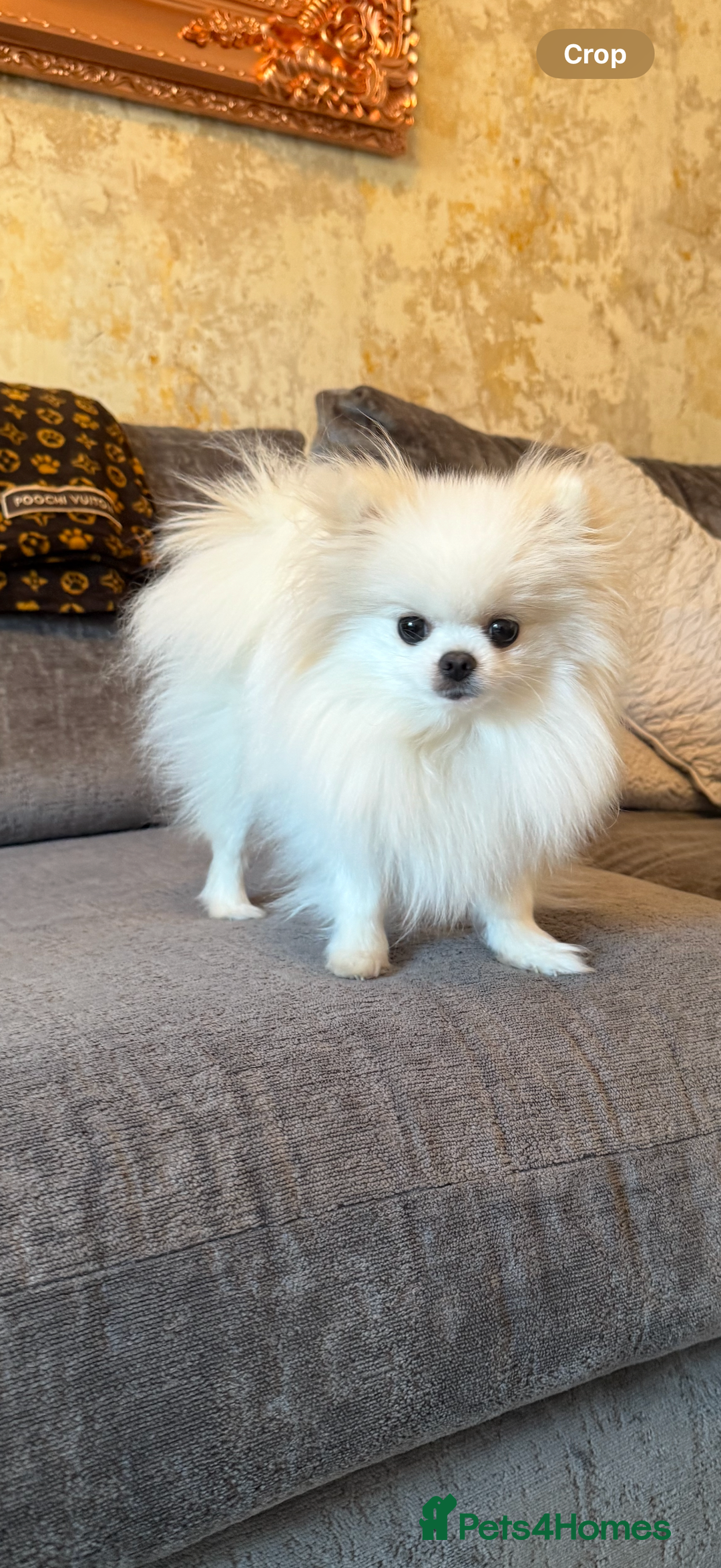 Pomeranian dogs for sale: 1 year old female Pomeranian  - Advert 5