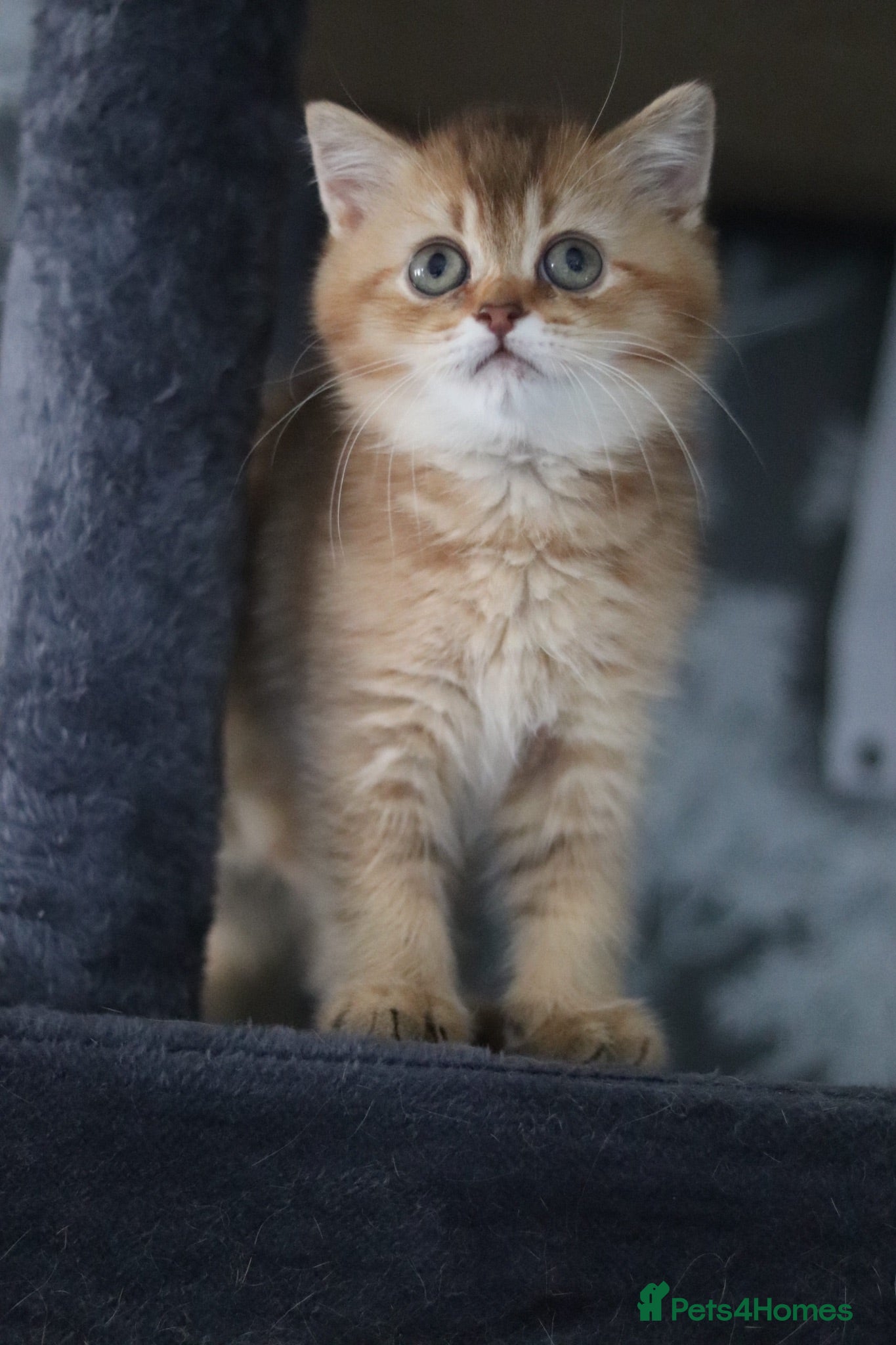British Shorthair cats 💛 Beautiful Teddy Bear British Shorthair Girl 💛 - Advert 1
