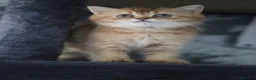 British Shorthair cats for sale: 💛 Beautiful Teddy Bear British Shorthair Girl 💛 - Advert 4