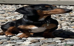 Miniature Dachshund dogs for sale: Miniature Daschund 🤏🏽 💖pink💖 - Image 7