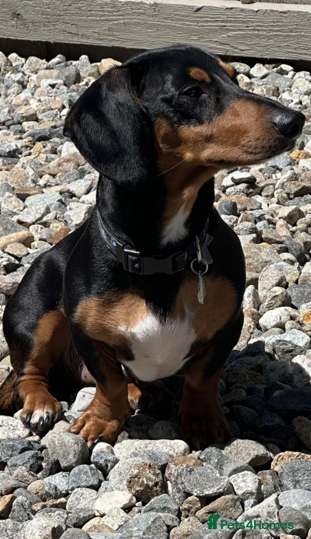 Miniature Dachshund dogs for sale: Miniature Daschund 🤏🏽 💖pink💖 - Image 7