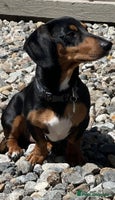 Miniature Dachshund dogs - Advert 4