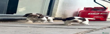 Sprocker 5