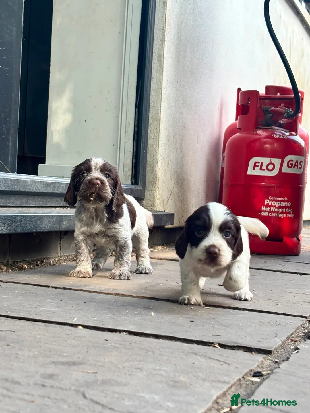 Sprocker dogs for sale: Working sprockers - Advert 8