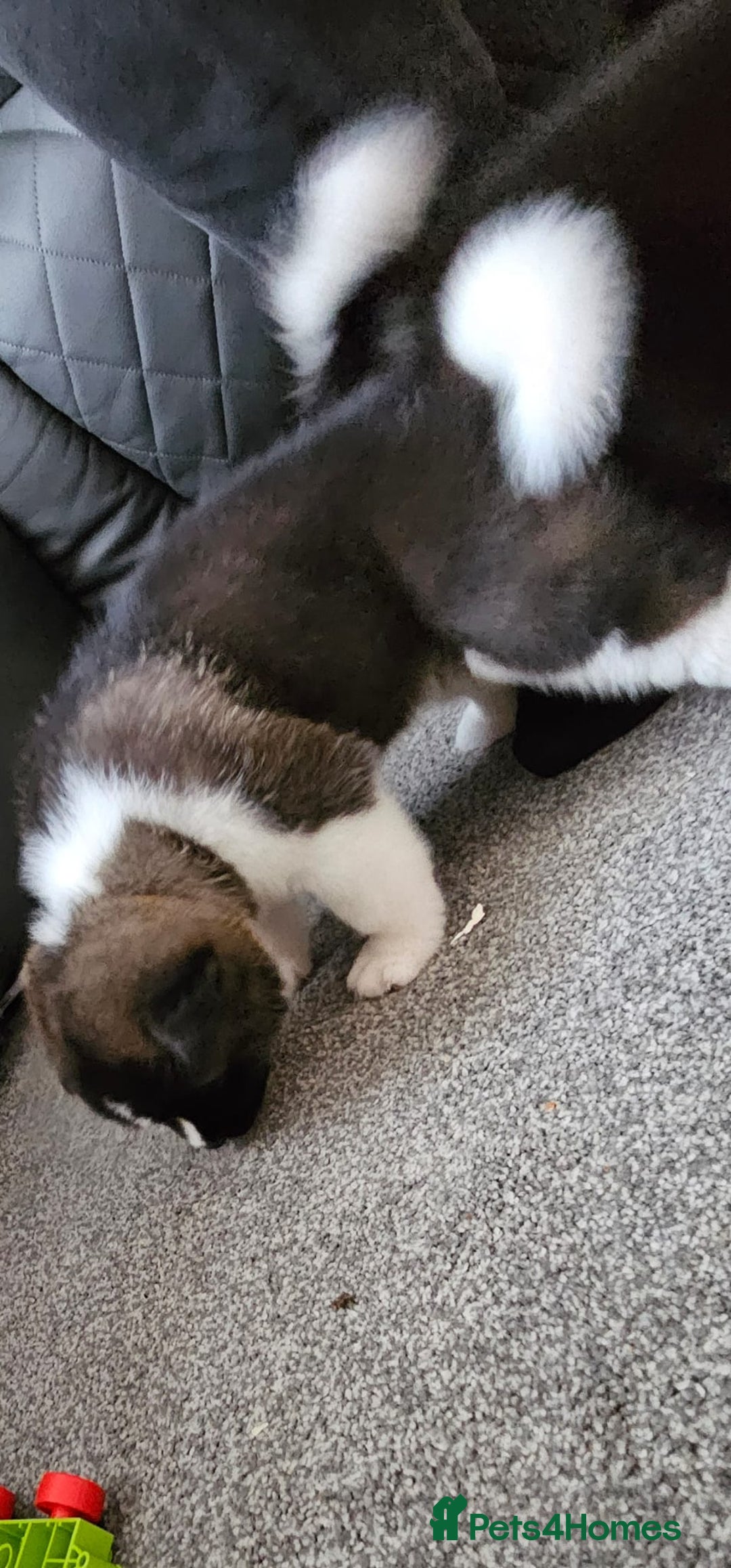 Akita dogs for sale: 🐾 American Akita Puppies for Forever Homes 🐾 - Image 9