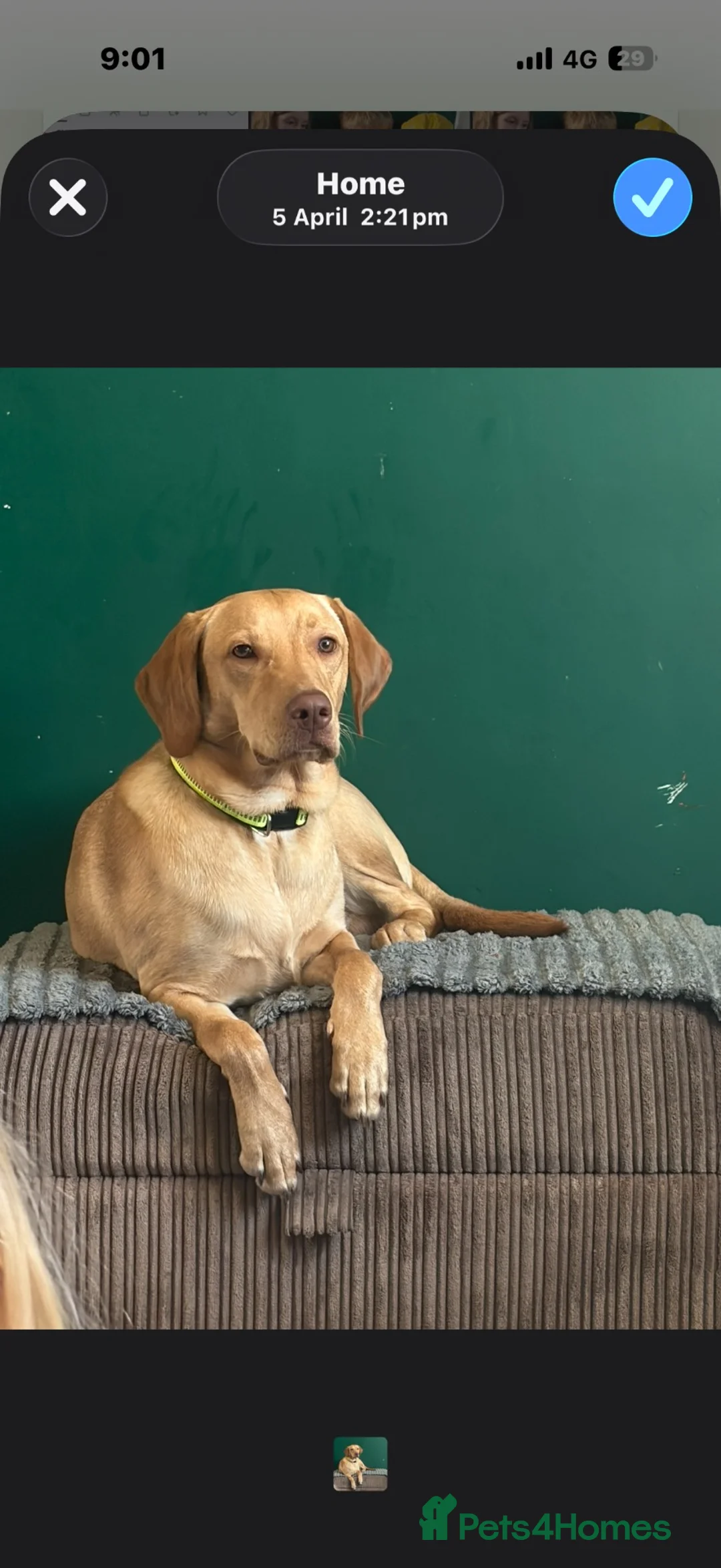 Labrador Retriever dogs for sale: Male Labrador (echo)  - Advert 3