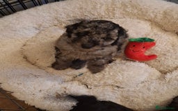 Cockapoo dogs for sale: Gorgeous Cockapoos Health Tested Parents - Image 4