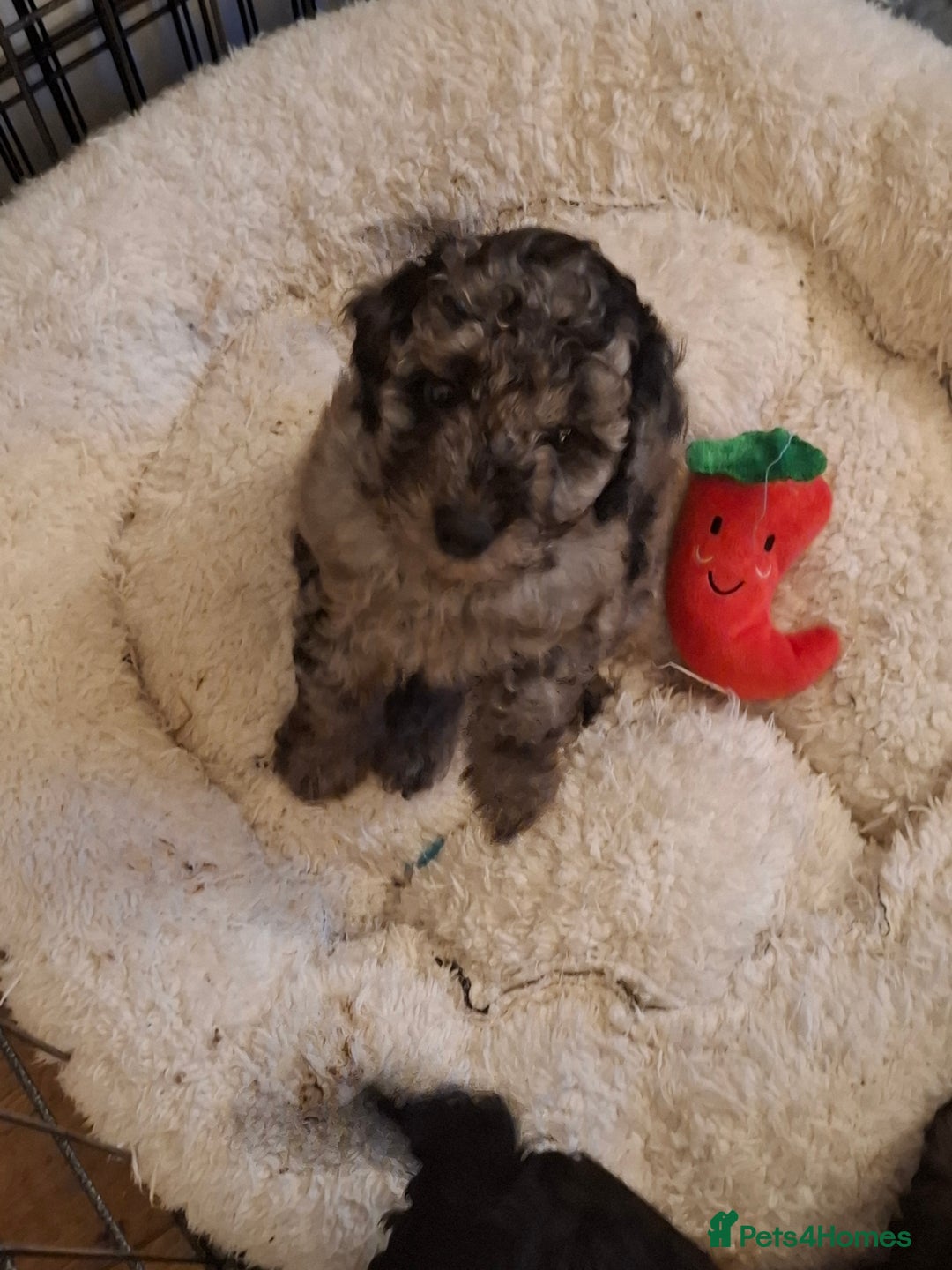 Cockapoo dogs for sale: Gorgeous Cockapoos Health Tested Parents - Image 4