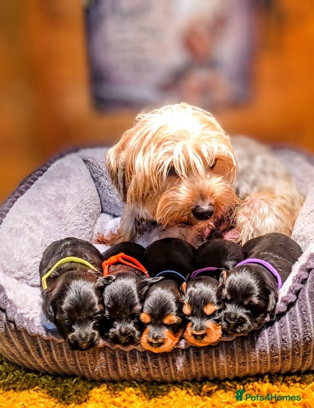 Yorkiepoo dogs for sale: GENUINE F1 YORKIEPOO PUPPIES  - Advert 7