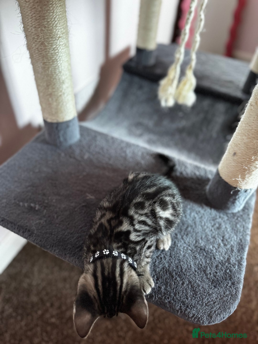 Bengal cats for sale: 🐆✨[REDUCED TO CLEAR!!] LAST THREE PURE BENGAL’S❤️ - Image 12