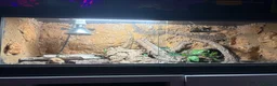 Leopard Gecko reptiles for sale: Male leopard gecko with viv in Tewkesbury - Advert 6