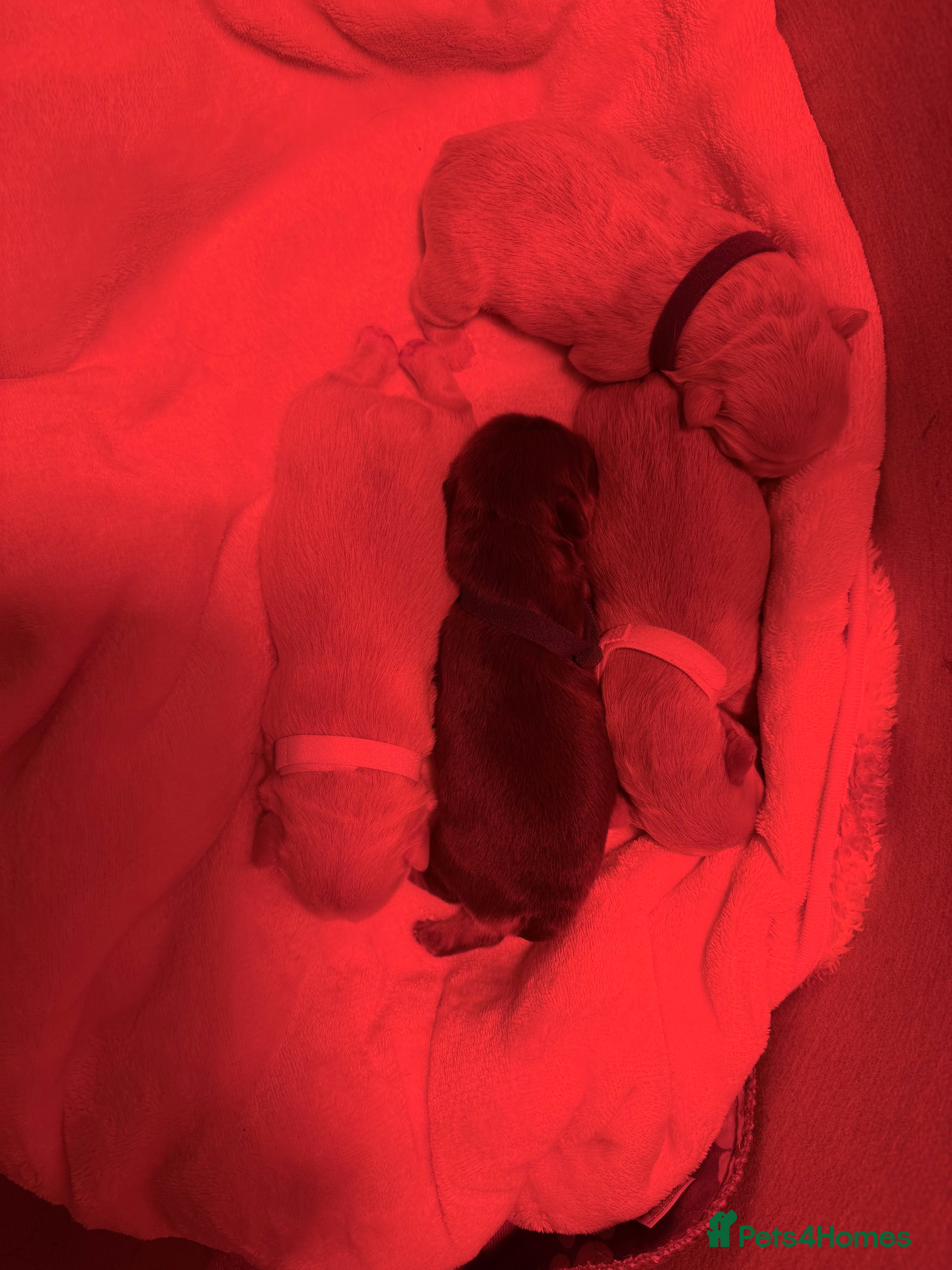 French Bulldog dogs French Bulldog Puppies 💥 - Advert 5