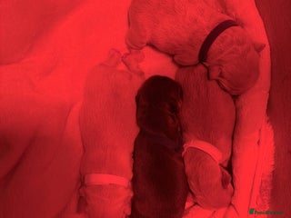 French Bulldog dogs French Bulldog Puppies 💥 - Advert 5