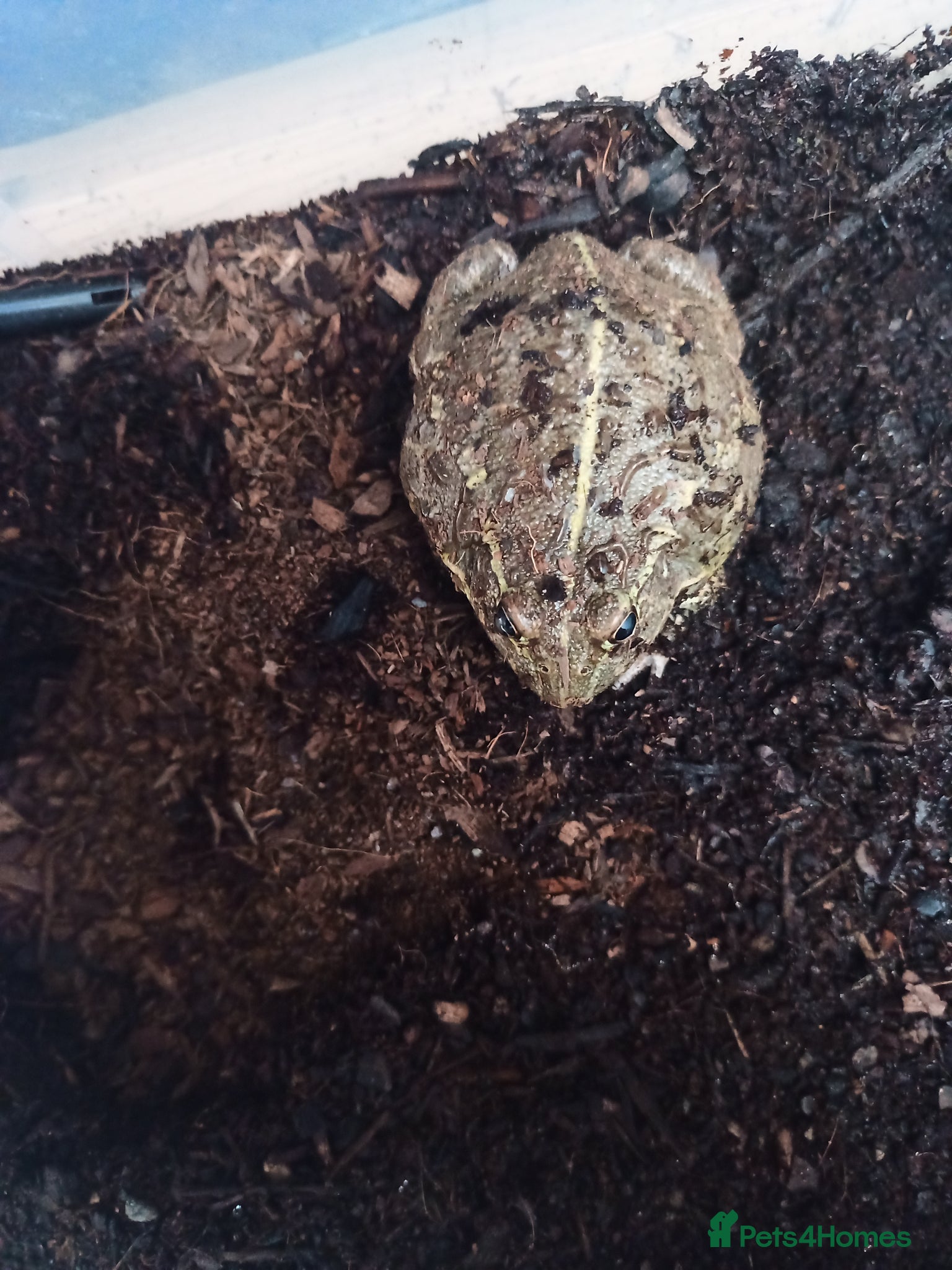 Frog reptiles Giant African Bull Frog Male - Advert 1