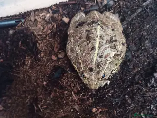 Frog reptiles Giant African Bull Frog Male - Advert 2