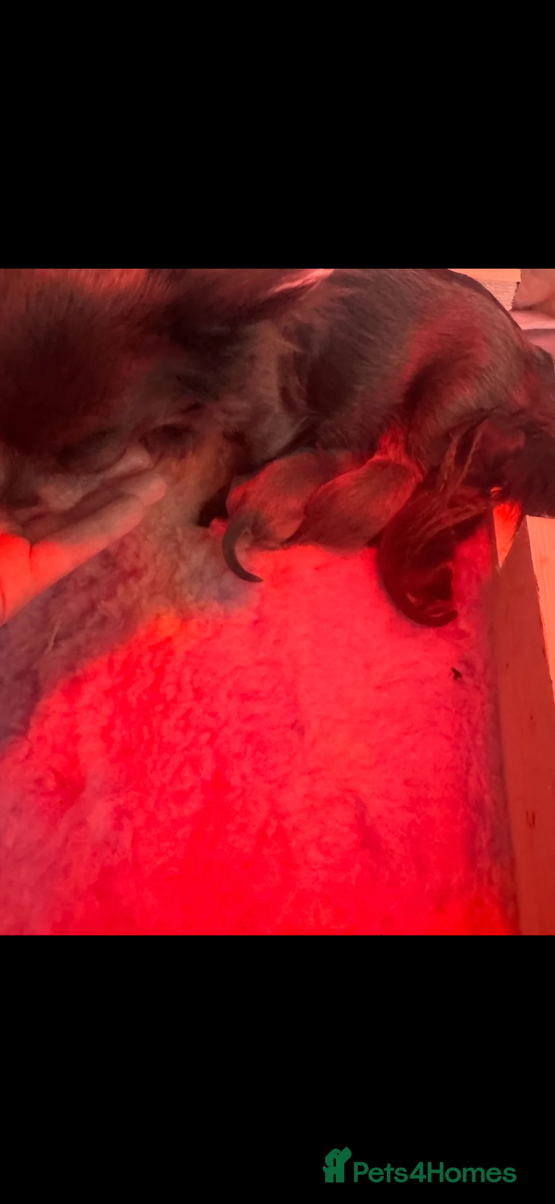 Chihuahua dogs for sale: Tiny Lilac Longhair Chihuahua Boy - Advert 6