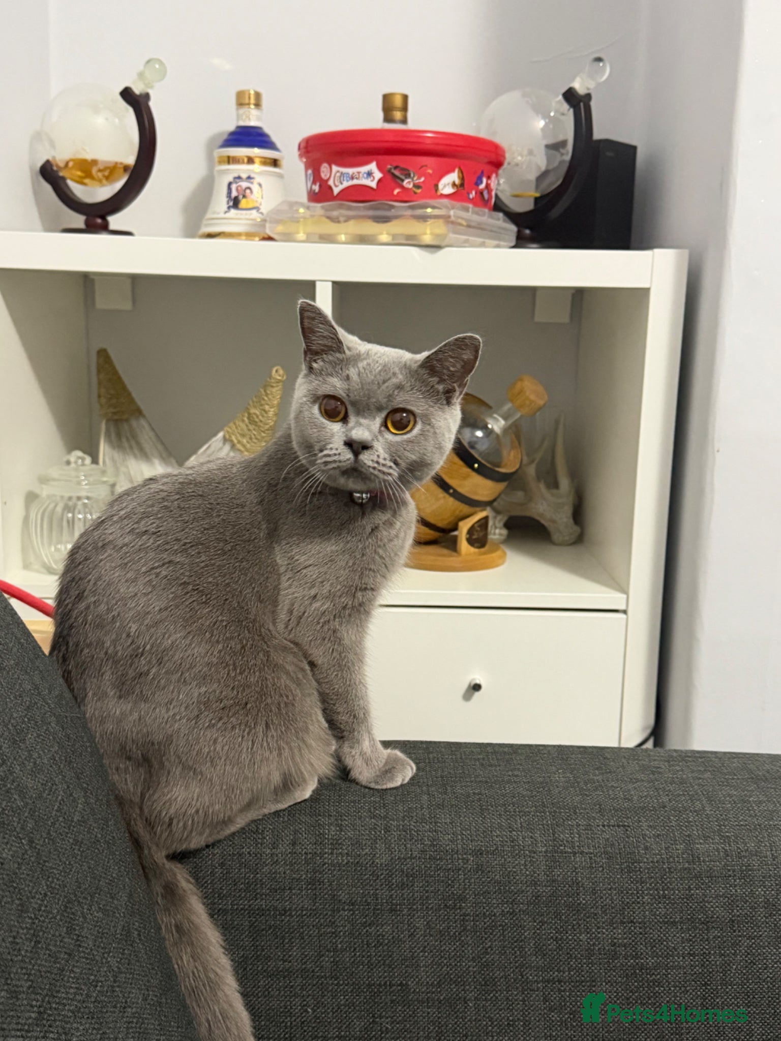 British Shorthair cats British shorthair kittens  - Advert 1