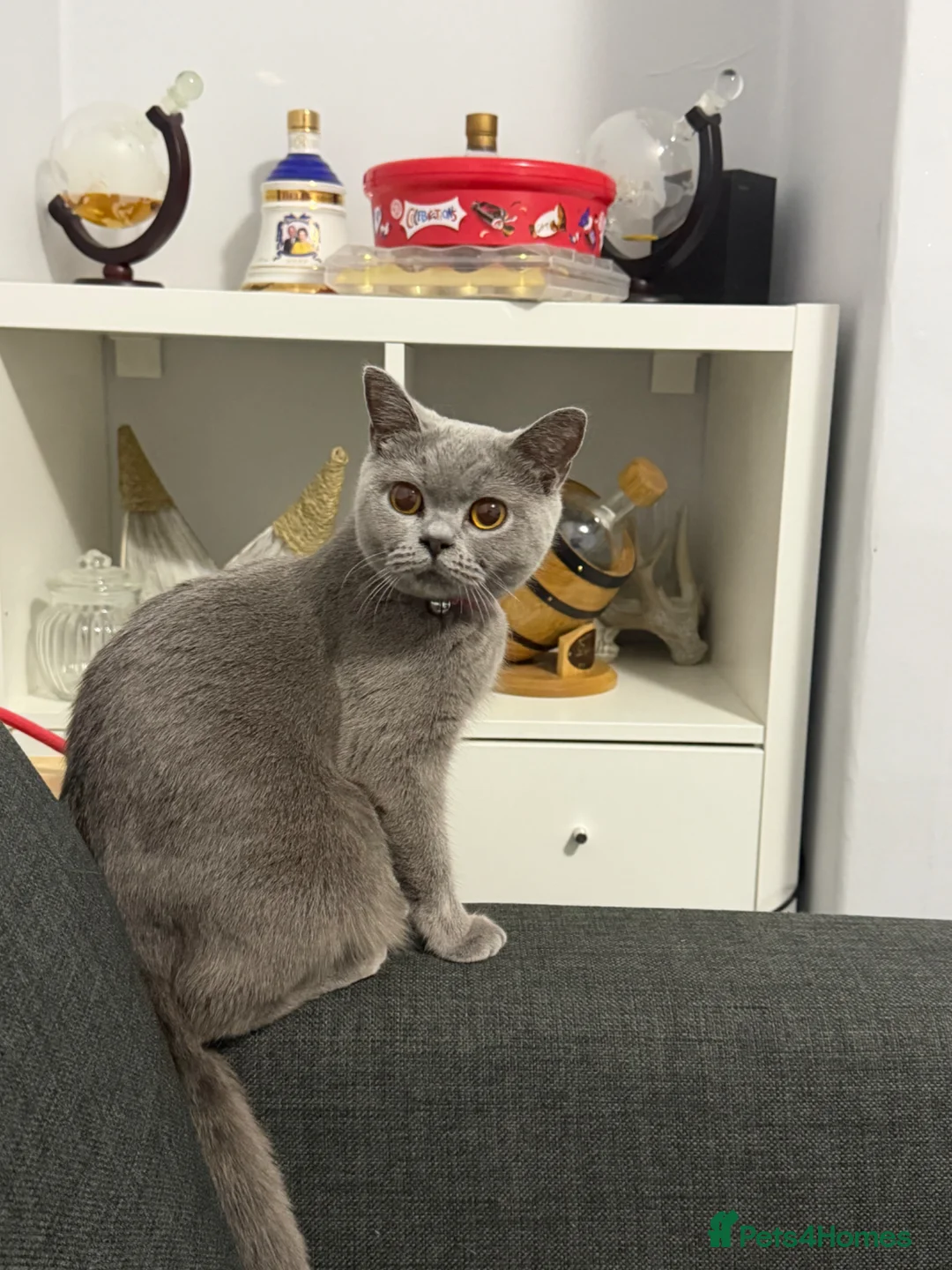 British Shorthair cats for sale: British shorthair kittens  - Advert 1