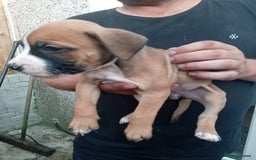 American Bulldog dogs for sale: Amercian Bulldog Pups 🐾  - Image 22