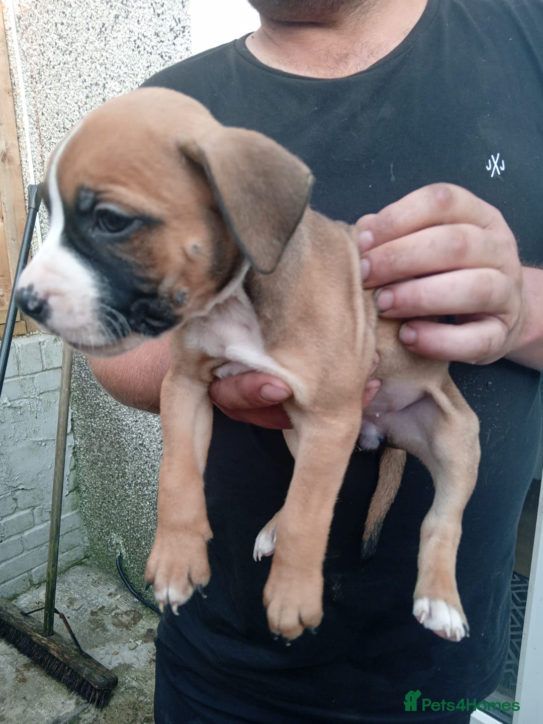 American Bulldog dogs for sale: Amercian Bulldog Pups 🐾  - Image 22