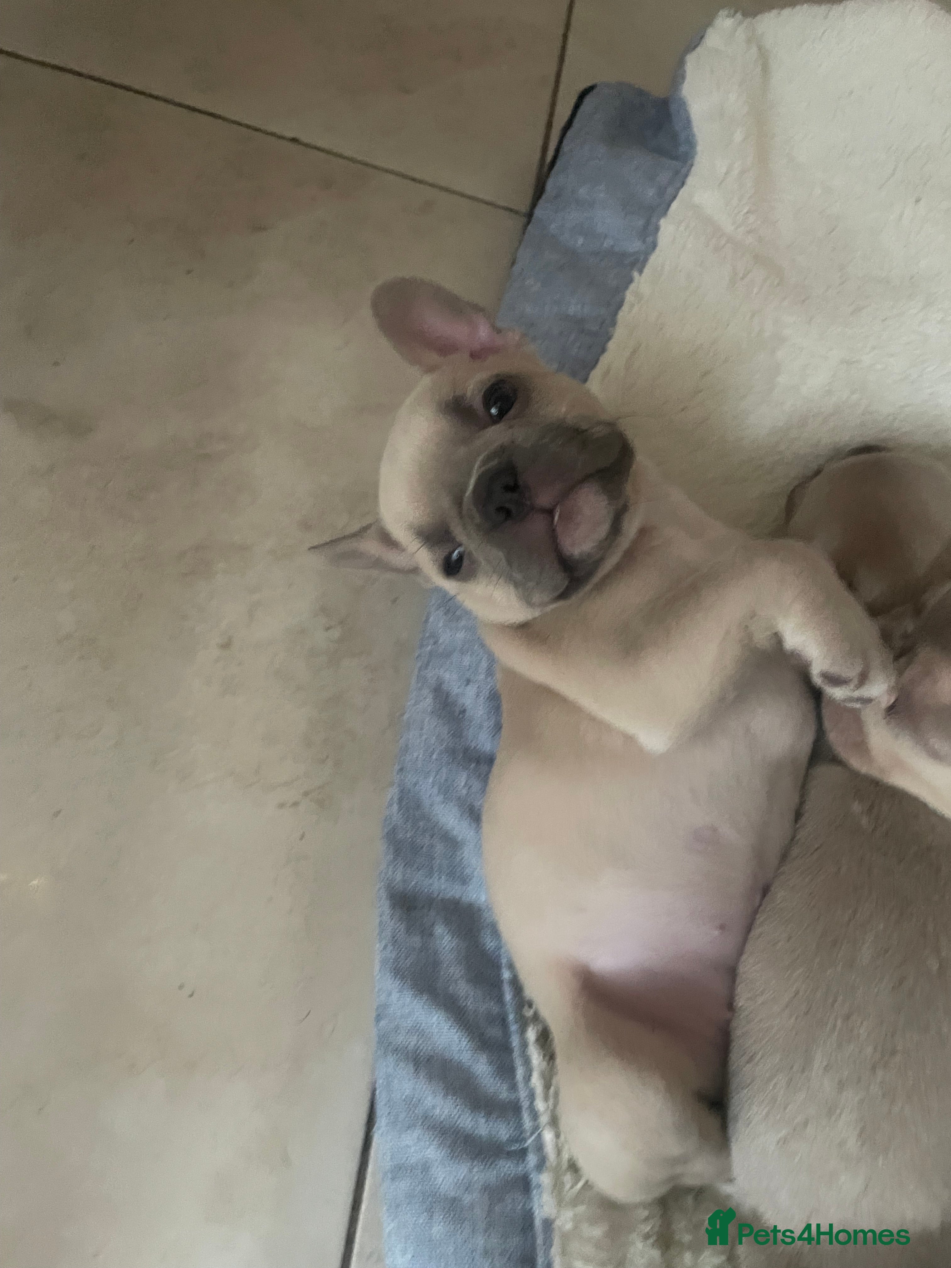 French Bulldog dogs French bulldog puppies  - Advert 21