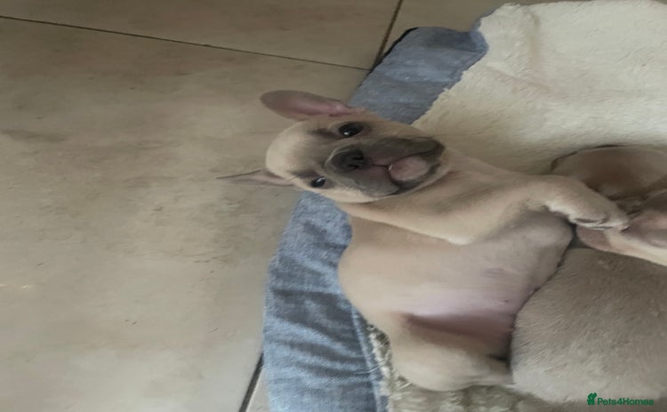 French Bulldog dogs - Advert 14