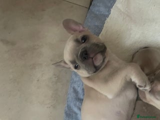 French Bulldog dogs - Advert 28