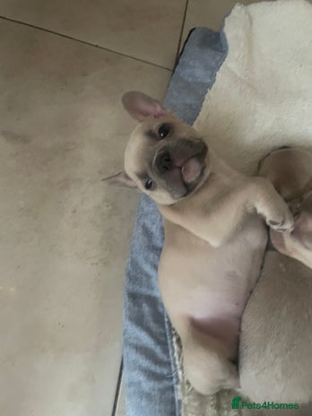 French Bulldog dogs - Advert 14