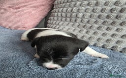 Jack Russell dogs for sale: Jack russell puppies - Image 6