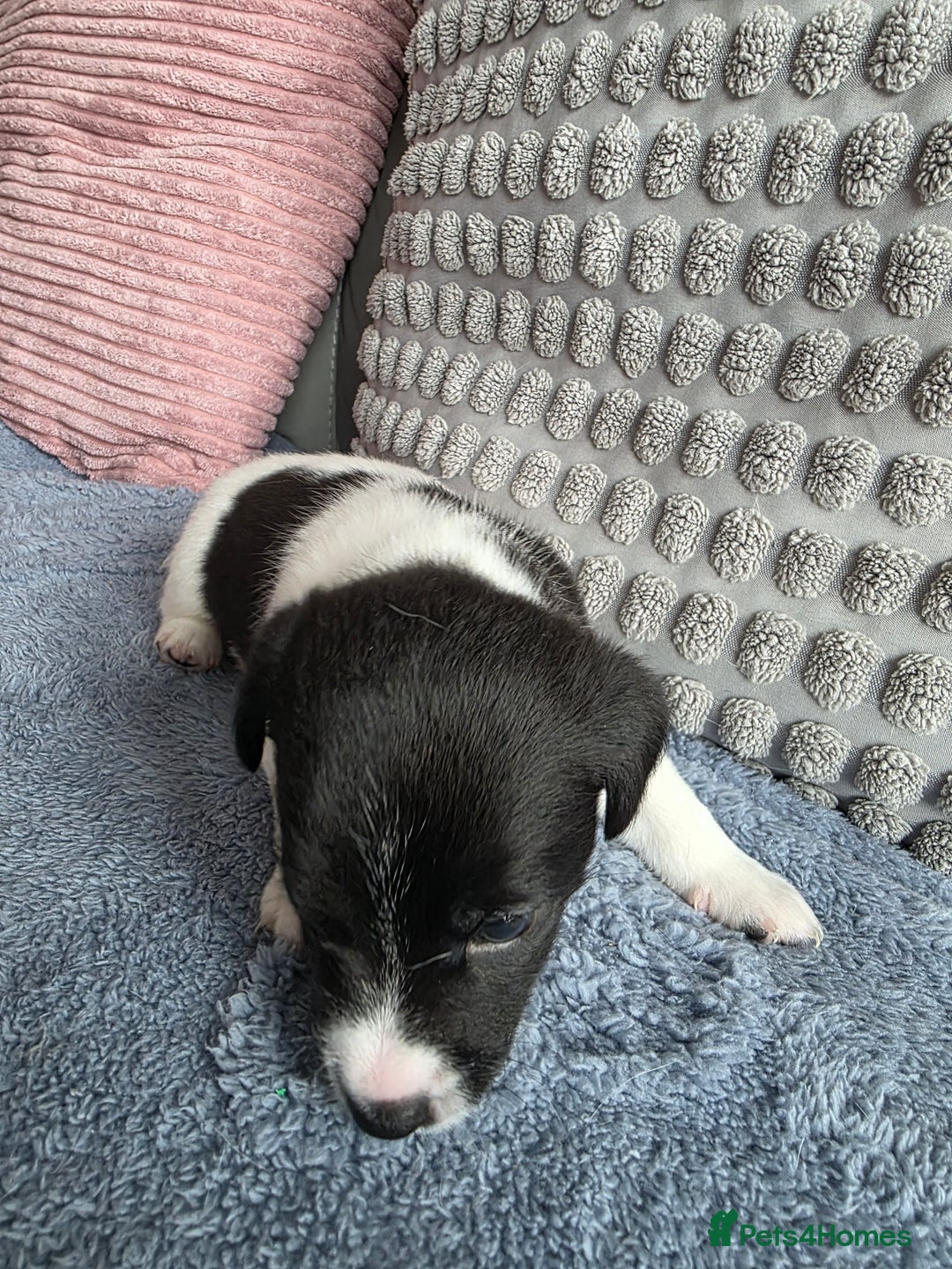 Jack Russell dogs for sale: Jack russell puppies - Image 6